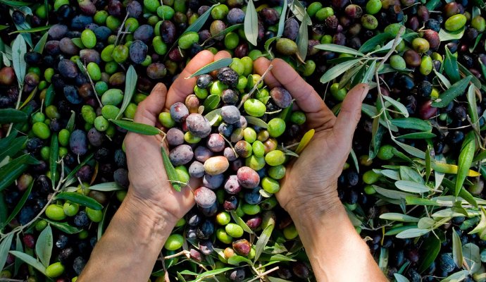 Huile d'olive Chris et Olive